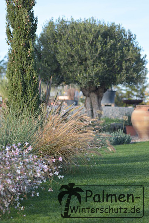 Olivenbaum Olea europea Cupressus sempervirens Zypresse im Garten.jpg
